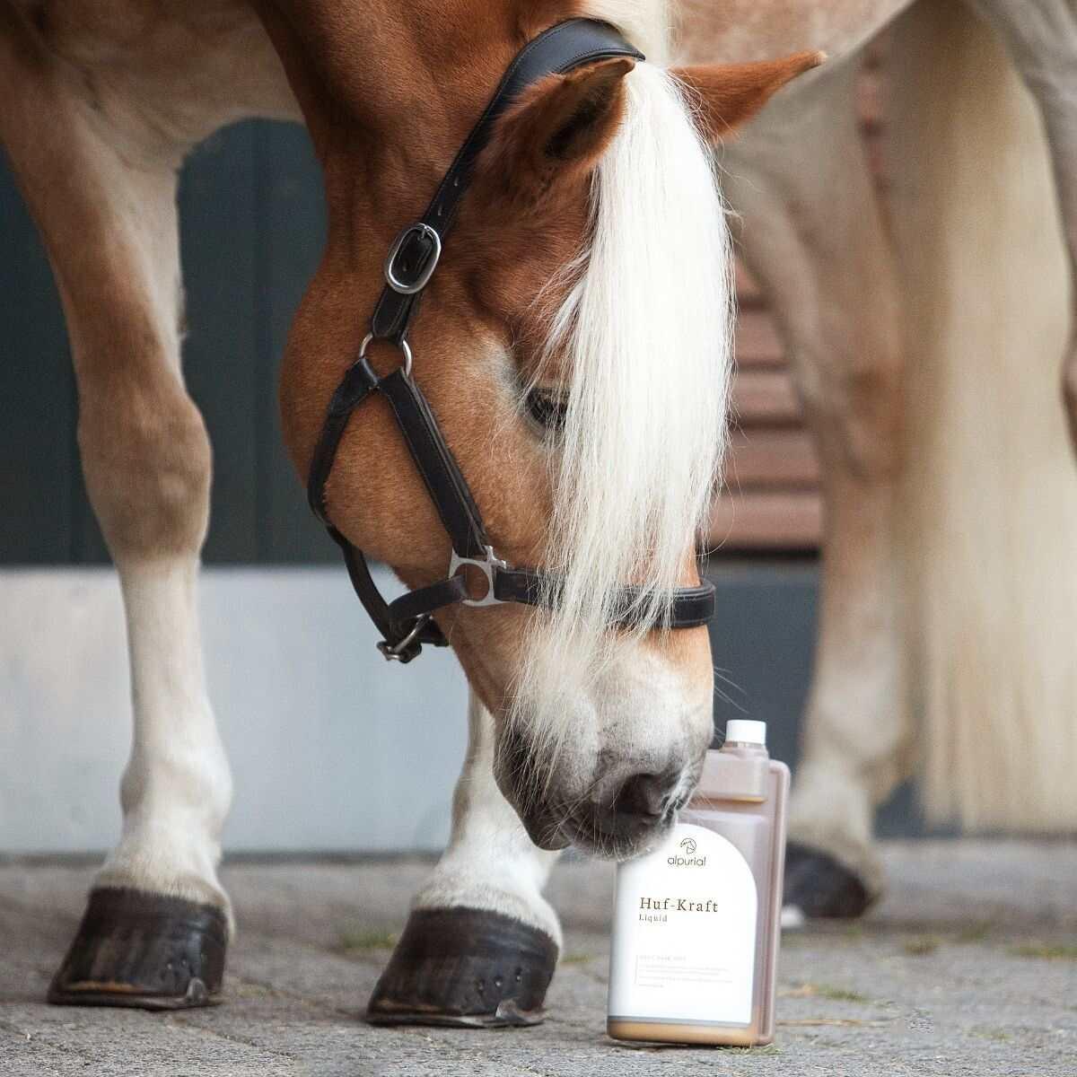 Hufkraft flüssiges Pferdefutter zur Hufunterstützung Anwendung am Pferd Alpurial