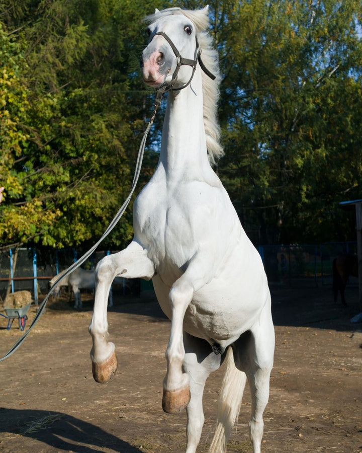 Pferd steigt übermütig auf dem Paddock