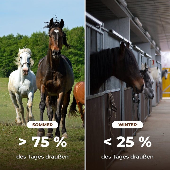 Pferde im Sommer auf der Weide und im Winter in der Box