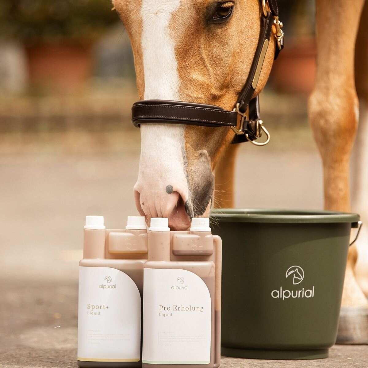 Leistungsbundle flüssiges Pferdefutter zur Unterstützung im Sport Anwendung am Pferd Alpurial